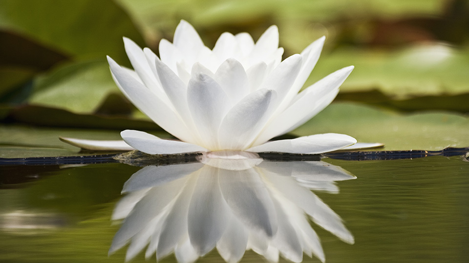 Lotus flower on water